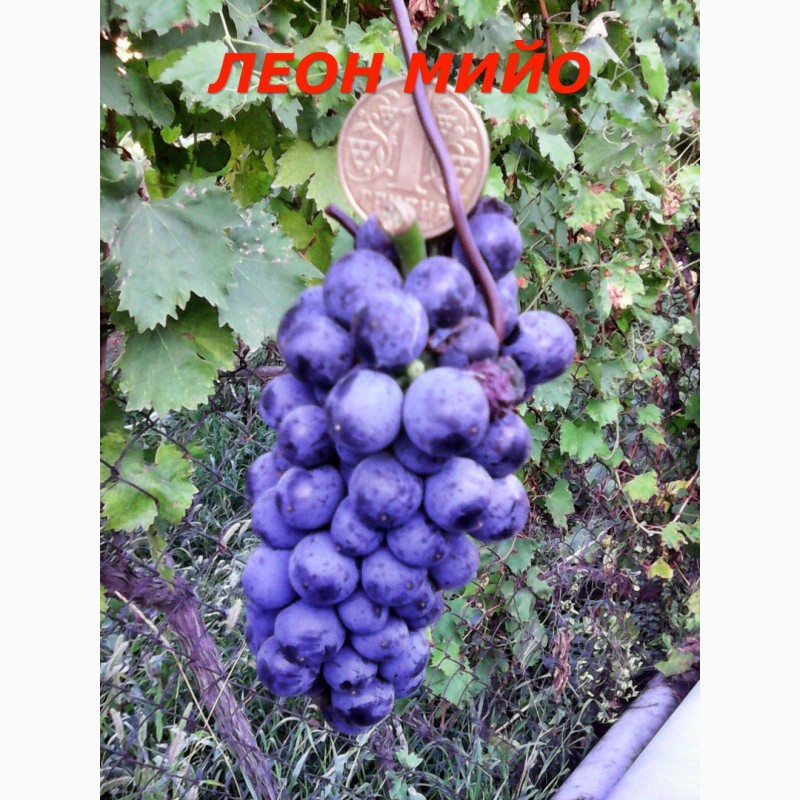 Фото 6. Черенки и саженцы технических(винных) сортов винограда