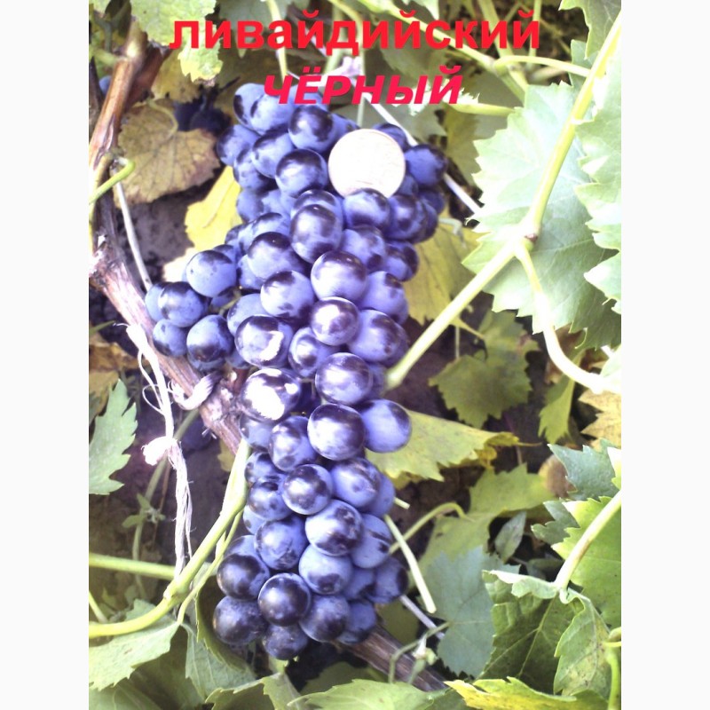 Фото 7. Черенки и саженцы технических(винных) сортов винограда
