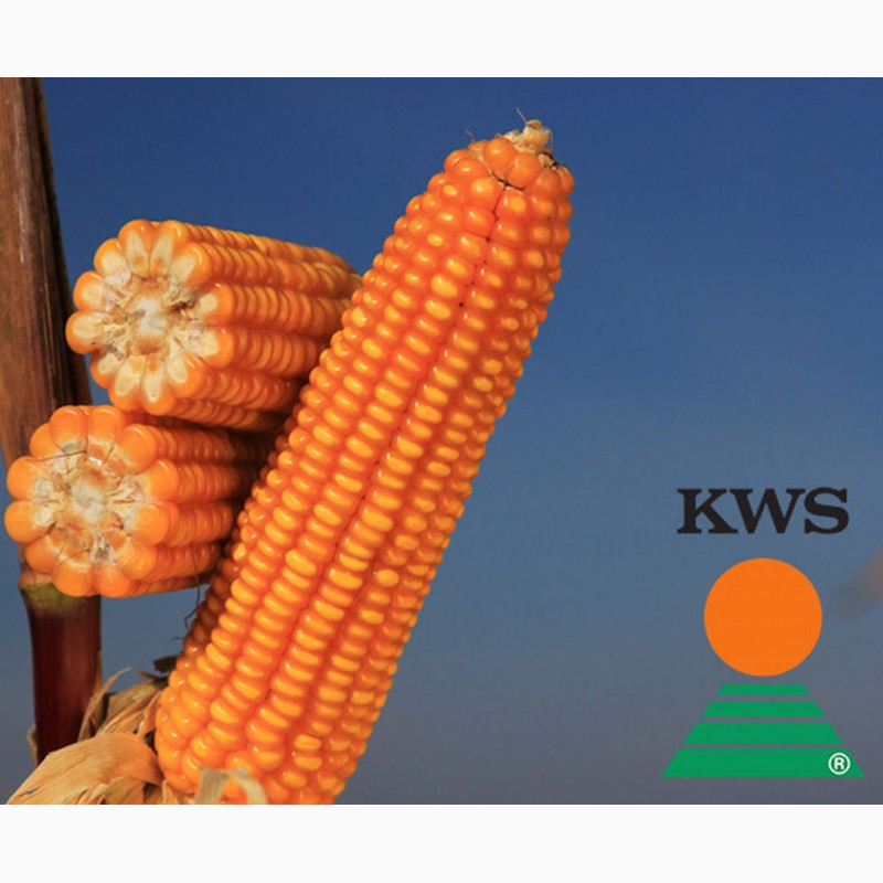 Фото 2. Посевной материал кукурузы от лидеров агро бизнеса