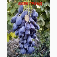 Черенки и саженцы не укрывного зимостойкого винограда