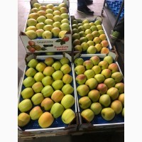 Продам яблука експортної якості є обєм Вінницька обл.Вінницький р-н, є розмір 65-75 і 75