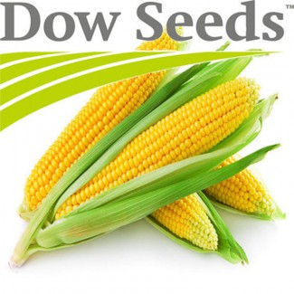Посевной материал кукурузы от компании Dow Seeds