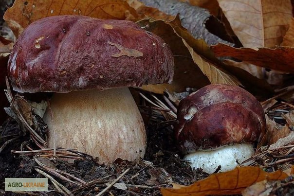 Фото 11. Грибница белого гриба - семена грибов для выращивания на приусадебном участке и помещении