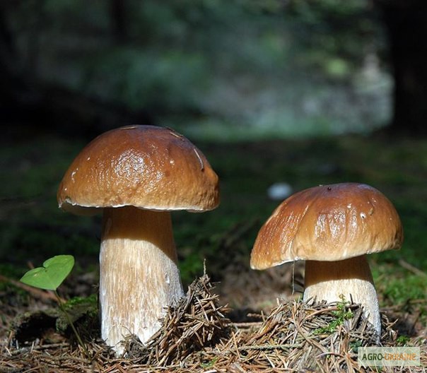 Фото 12. Грибница белого гриба - семена грибов для выращивания на приусадебном участке и помещении