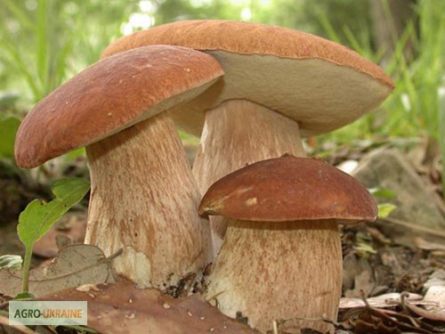 Фото 14. Грибница белого гриба - семена грибов для выращивания на приусадебном участке и помещении