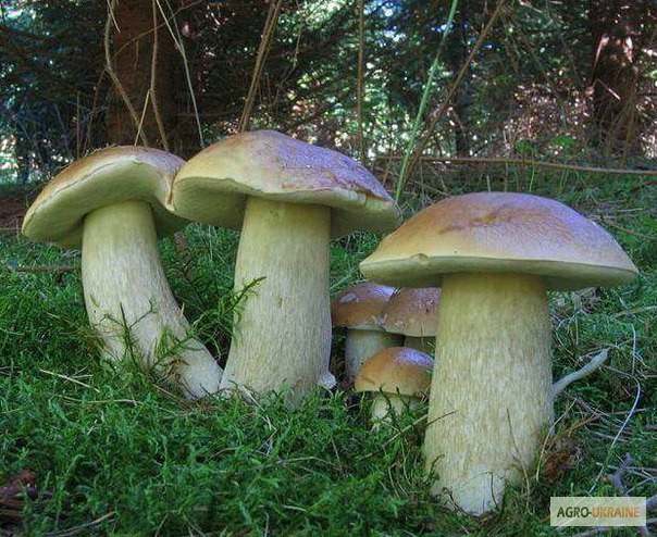 Фото 15. Грибница белого гриба - семена грибов для выращивания на приусадебном участке и помещении