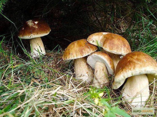 Фото 16. Грибница белого гриба - семена грибов для выращивания на приусадебном участке и помещении