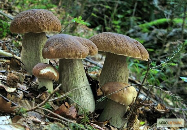 Фото 17. Грибница белого гриба - семена грибов для выращивания на приусадебном участке и помещении