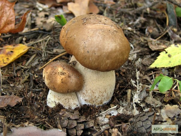 Фото 2. Грибница белого гриба - семена грибов для выращивания на приусадебном участке и помещении