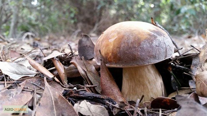 Фото 20. Грибница белого гриба - семена грибов для выращивания на приусадебном участке и помещении