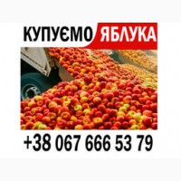 Закуповуємо на сік 11, 20 грн + ПДВ яблоко оптом на переробку