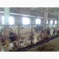 Продам коровы нетели от производителя
