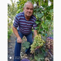 Виноград - корни и черенки