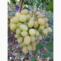Виноград - корни и черенки