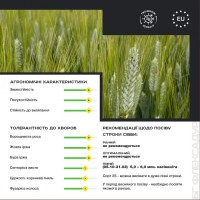 BG Flexadur 2S (пшениця тверда, дворучка) Durum Seeds