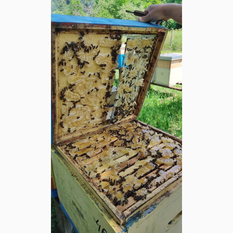 Фото 3. Пчеломатки, Бджоломатки, бджоло матки