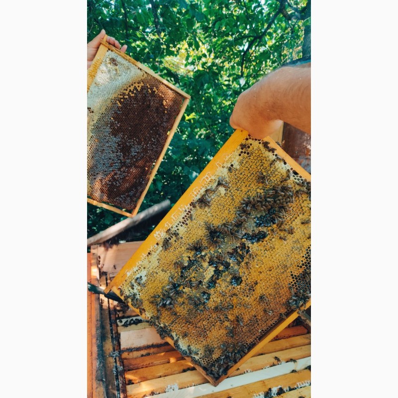 Фото 5. Пчеломатки, Бджоломатки, бджоло матки
