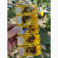 Пчеломатки, Бджоломатки, бджоло матки
