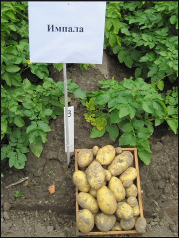 Фото 4. Семенной картофель элитных сортов. Отправляем почтой от 5 кг