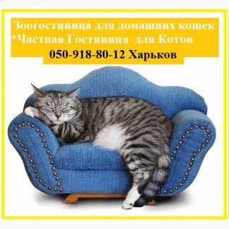 Готель для кішок ціна доступна. Перетримка котів та кішок з безкоштовним трансфером