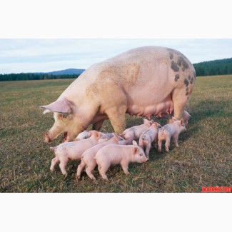 Бест Микс БМВД 8341 гроуэр (свиньи 20-45 кг) 15%, мешки по 25 кг