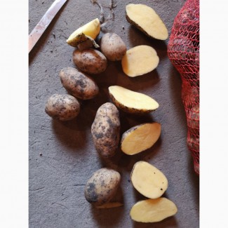 ТОВАРНЫЙ Картофель | Купити картоплю ОПТОМ Київ. Перший сорт Лаперла. ВІД 20 тонн