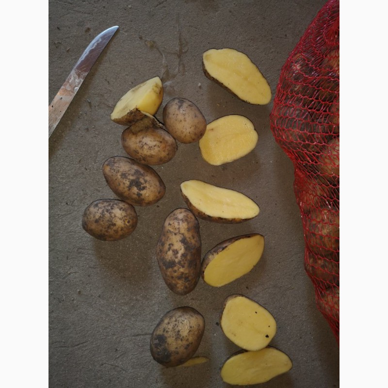 Фото 2. ТОВАРНЫЙ Картофель | Купити картоплю ОПТОМ Київ. Перший сорт Лаперла. ВІД 20 тонн