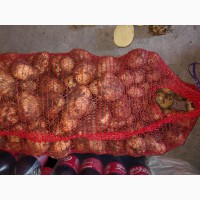 ТОВАРНЫЙ Картофель | Купити картоплю ОПТОМ Київ. Перший сорт Лаперла. ВІД 20 тонн