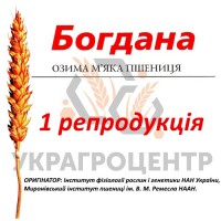 Насіння озимої пшениці БОГДАНА 1 репродукція 2024р