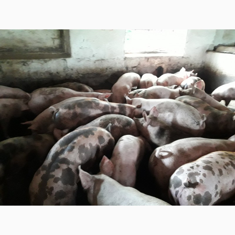 Фото 2. Продам свині живою вагою