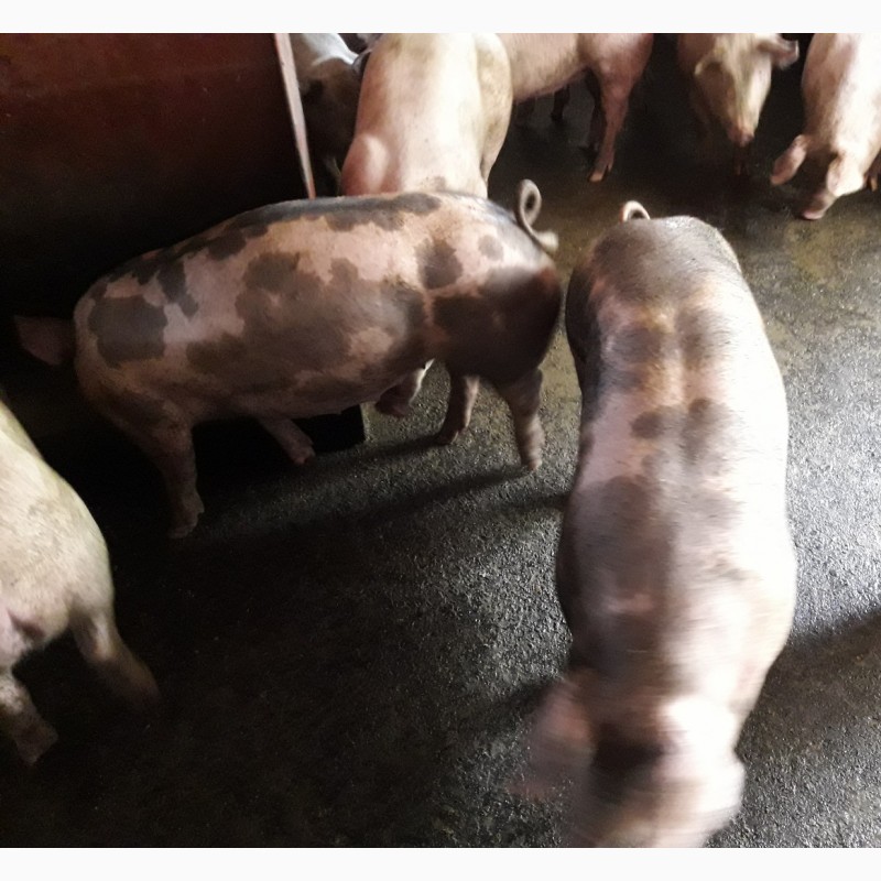 Фото 4. Продам свині живою вагою