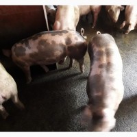 Продам свині живою вагою