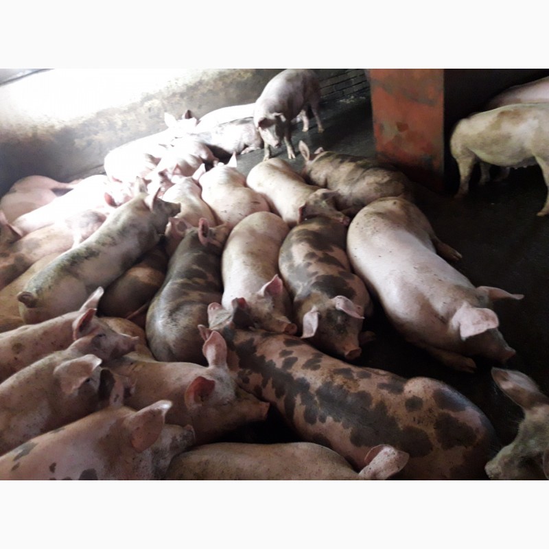 Фото 7. Продам свині живою вагою