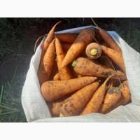 Продам морковь від фермера з 5 тонн