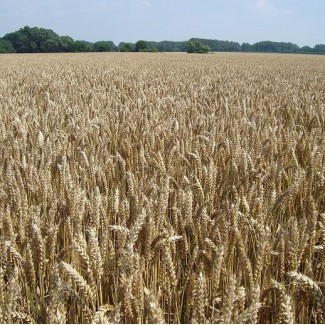 Пшениця озима Мачбол