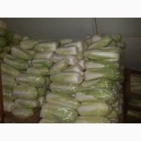 Фото 2. Срочно продам пекинскую капусту от поставщика. По Украине с 5 тонн