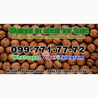 Walnut in shell for sale! Located in Ukraine, city Lubny, Poltava region