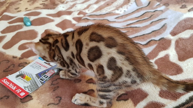 Фото 2. Бенгальская кошка купить Одесса