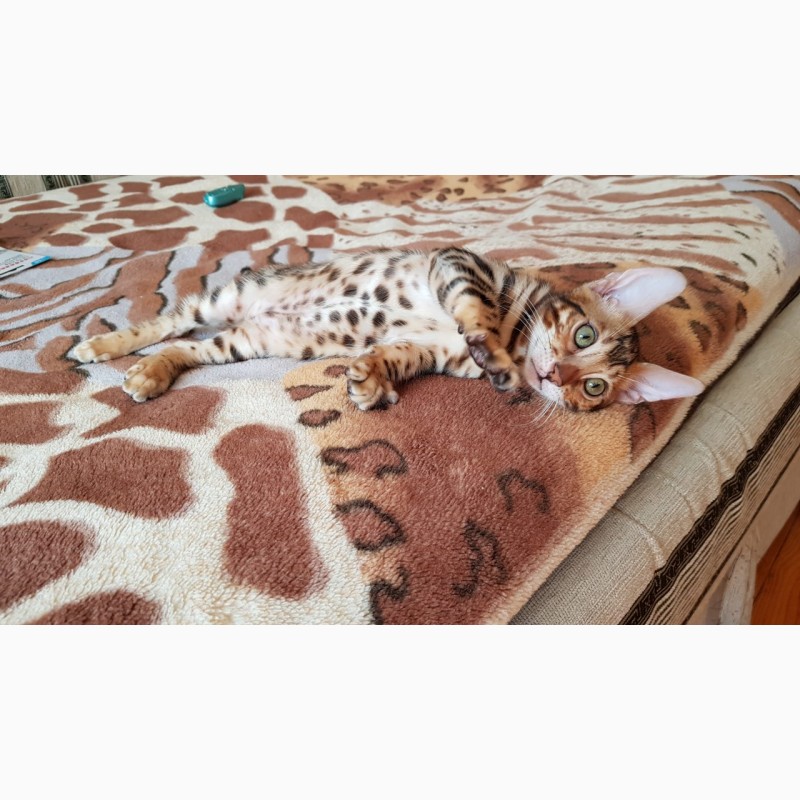 Фото 2. Купить бенгальского котенка с клубными документами