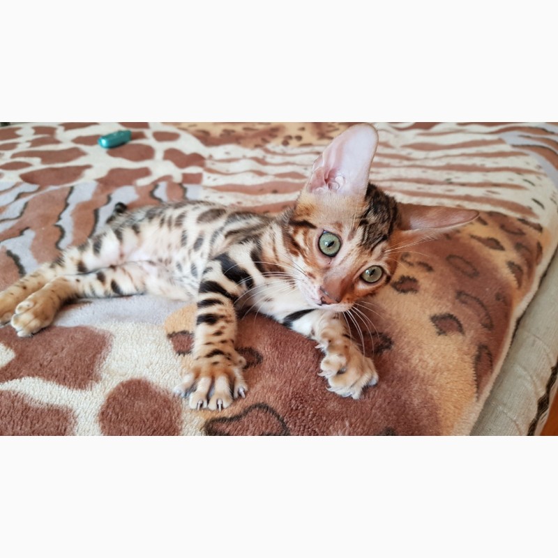 Фото 3. Купить бенгальского котенка с клубными документами