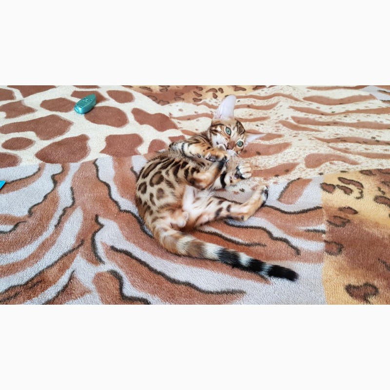 Фото 7. Купить бенгальского котенка с клубными документами
