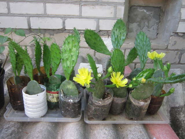 Фото 5. Опунция садовая – кактус, зимующий в открытом грунте