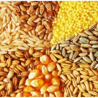 Продажа зерновых (кукуруза, пшеница, ячмень)