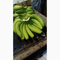 Продам бананы от Эквадорского поставщика с 20 тонн