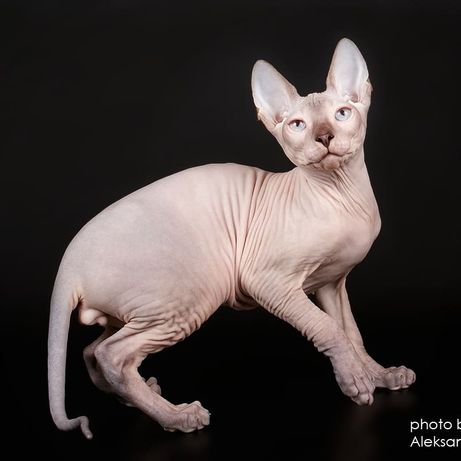 Фото 3. Котята донского сфинкса, голорожденные и флок