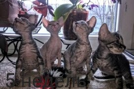 Фото 6. Котята донского сфинкса, голорожденные и флок