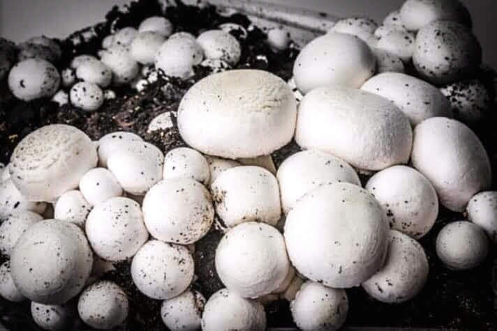 Фото 2. Выращивание грибов в домашних условиях