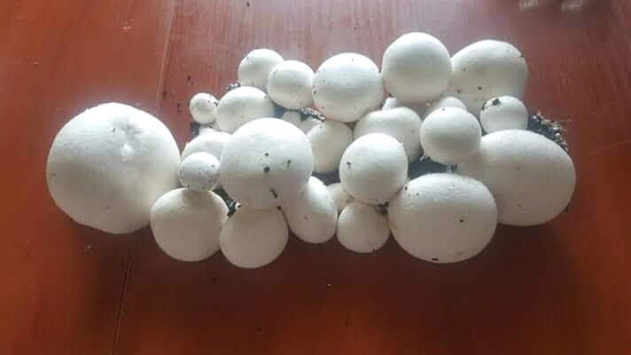 Фото 4. Выращивание грибов в домашних условиях