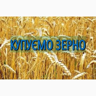 Терміново куплю пшеницю продовольчу по Львівській області