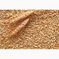 Закупівля фуражної пшениці на експорт в ОАЕ